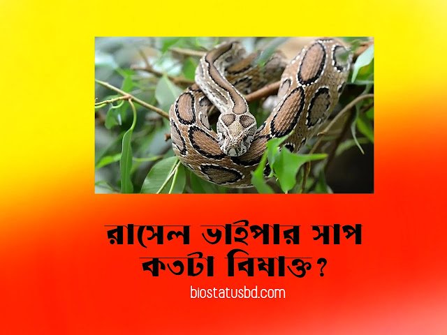 রাসেল ভাইপার সাপ । রাসেল ভাইপার সাপ কতটা বিষাক্ত?