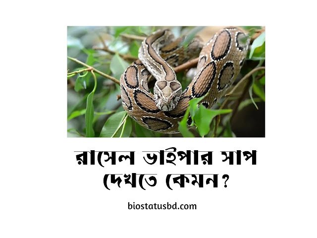 রাসেল ভাইপার সাপের ছবি। রাসেল ভাইপার সাপ Russell's Viper Pic