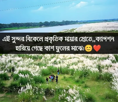 কাশফুল নিয়ে ক্যাপশন - kashful caption 