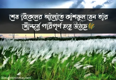 কাশফুল নিয়ে ক্যাপশন - kashful caption 