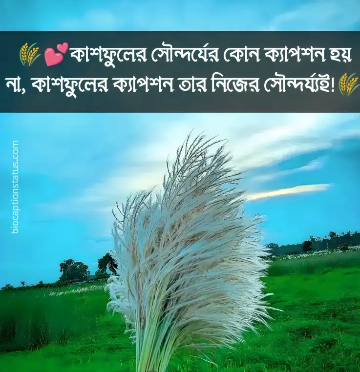 কাশফুল নিয়ে ক্যাপশন - kashful caption 